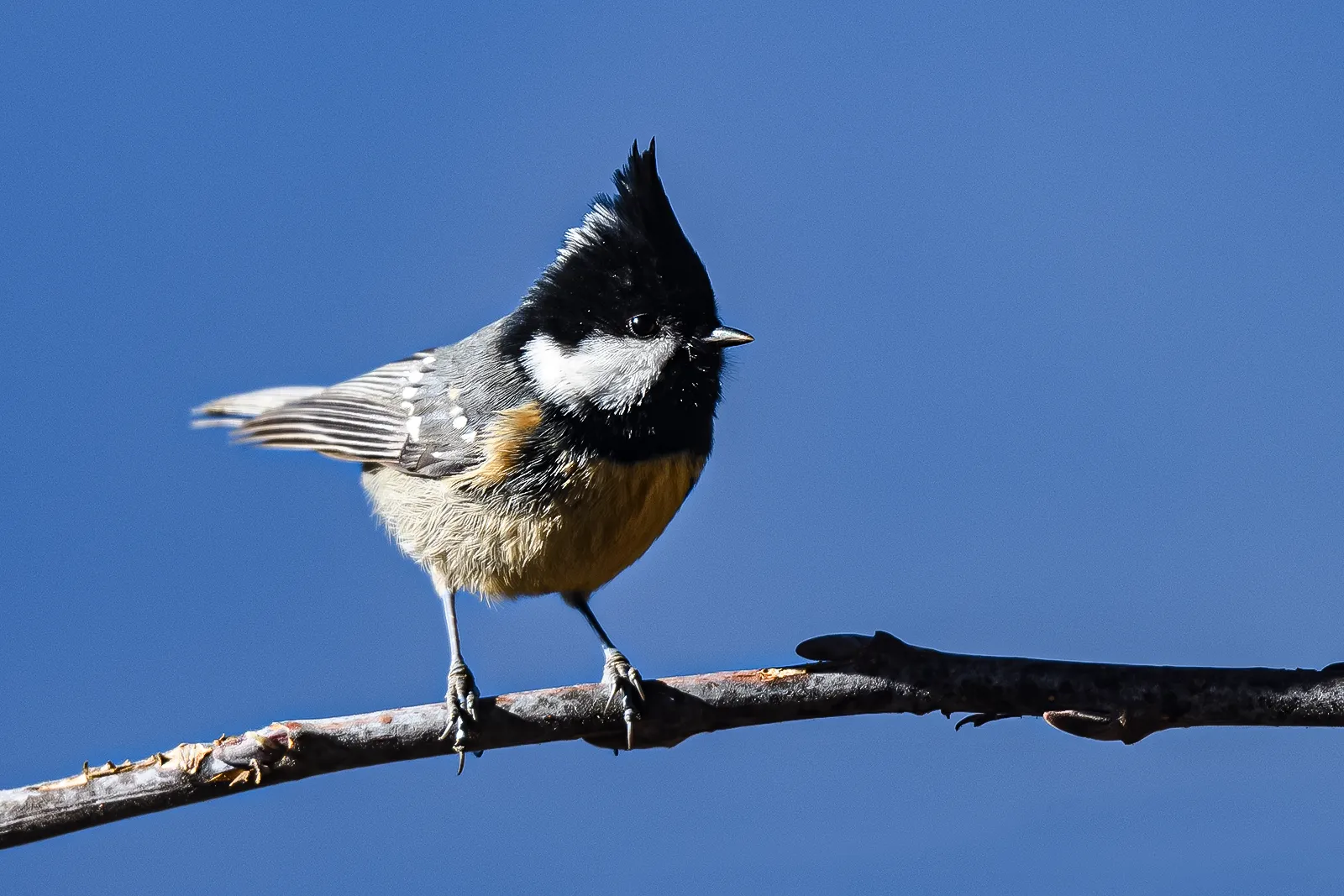 Birding In Bhutan Landscape